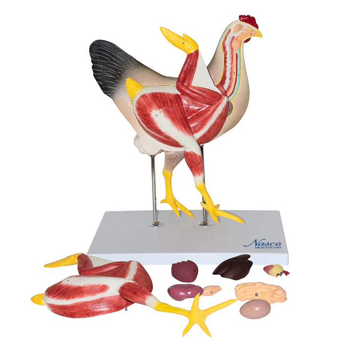 Anatomía de la gallina 1