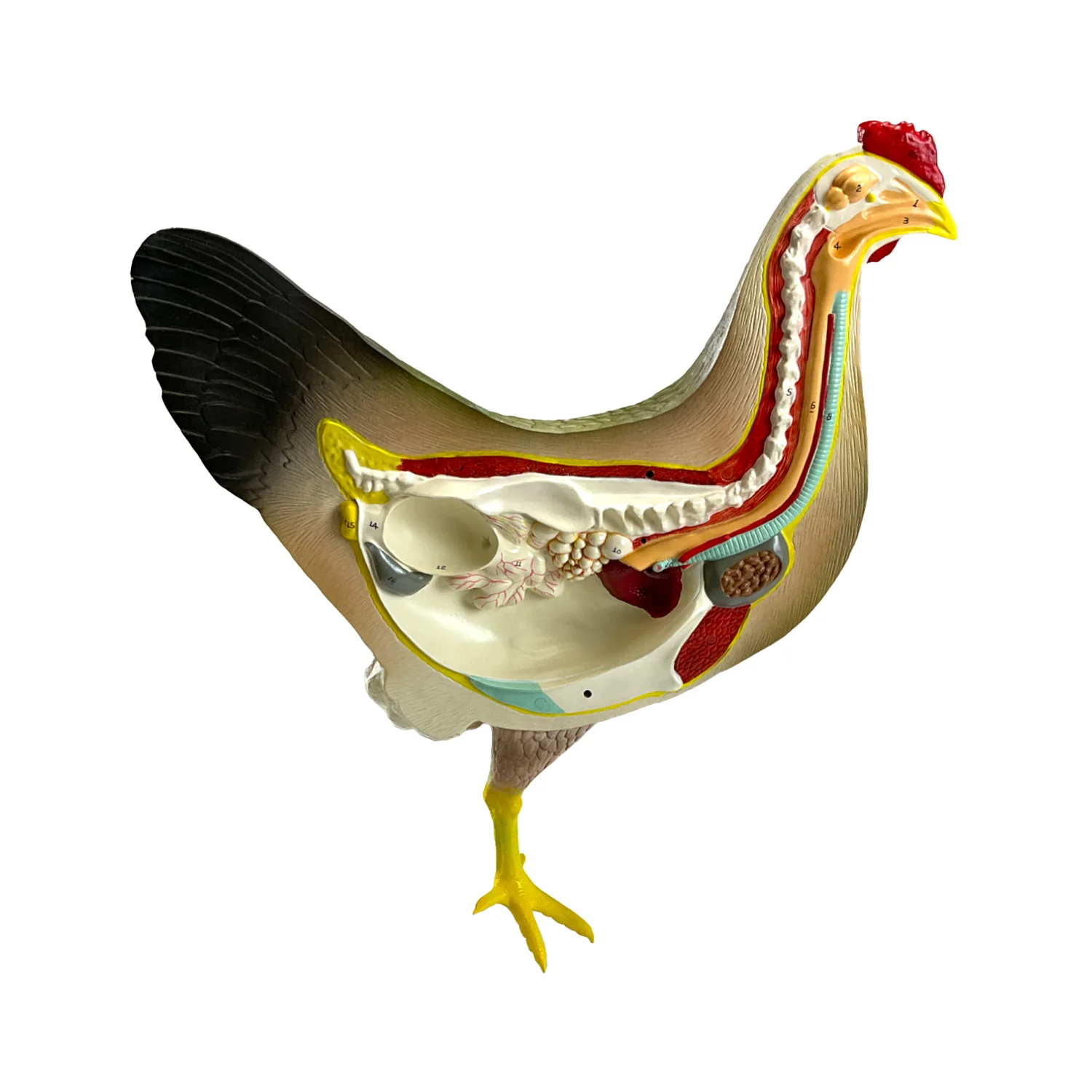 Anatomía de la gallina 2