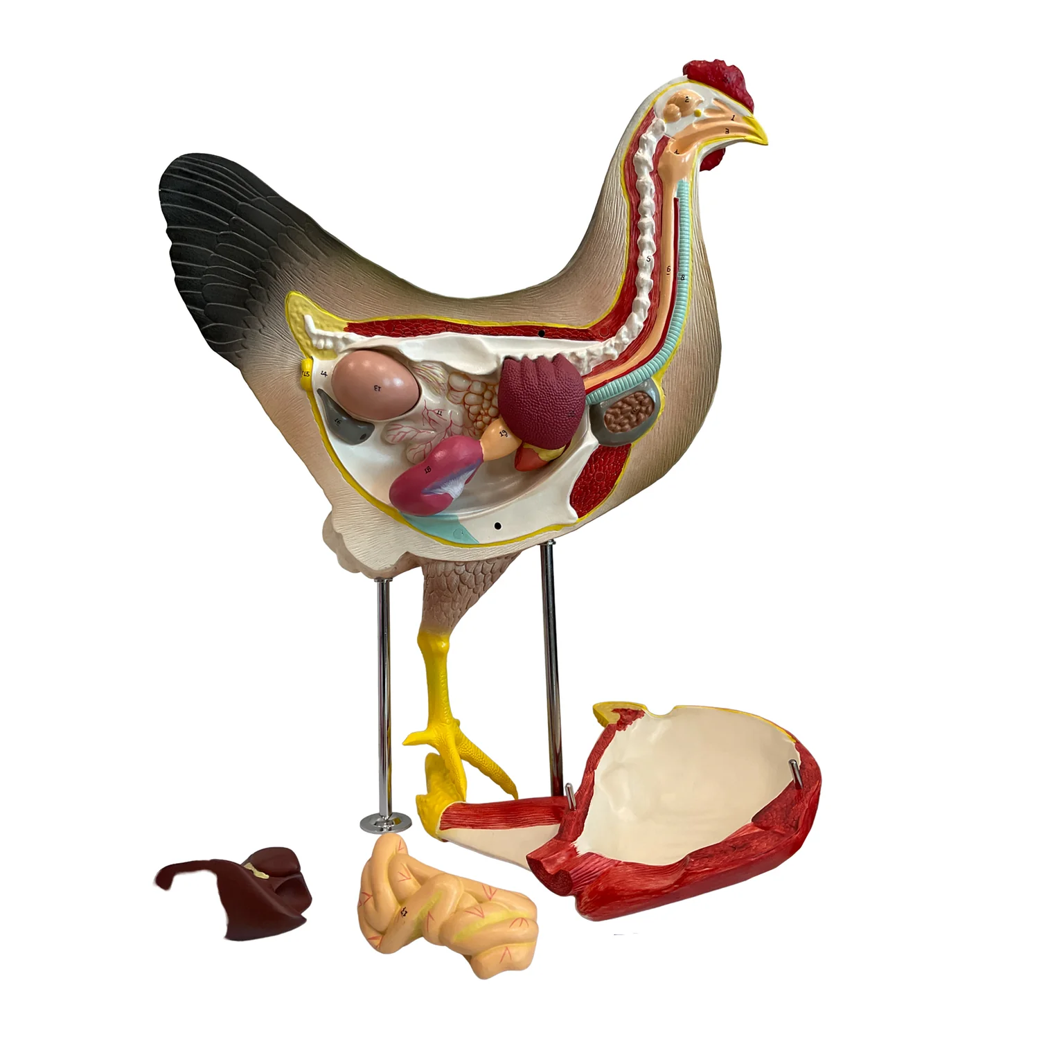 Anatomía de la gallina 3