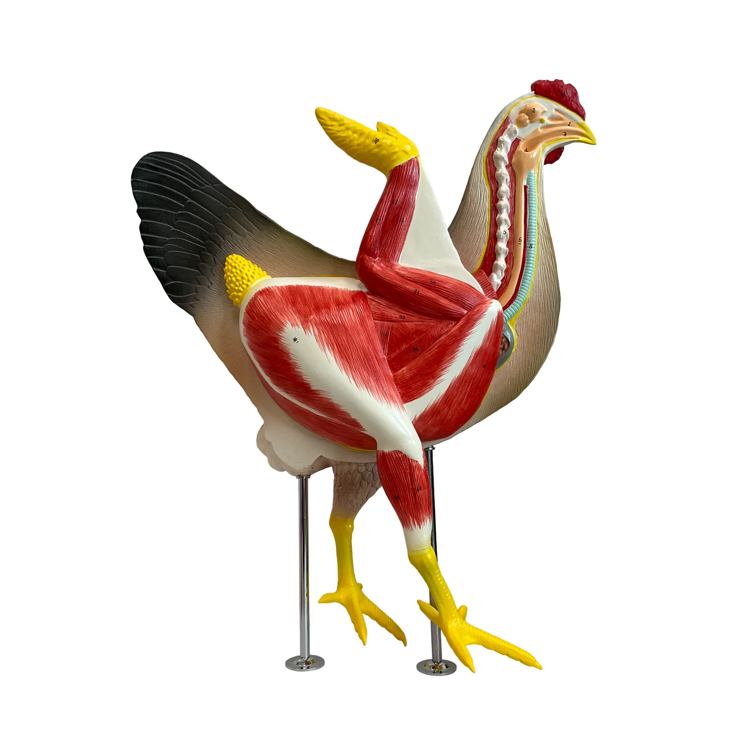 Anatomía de la gallina 4
