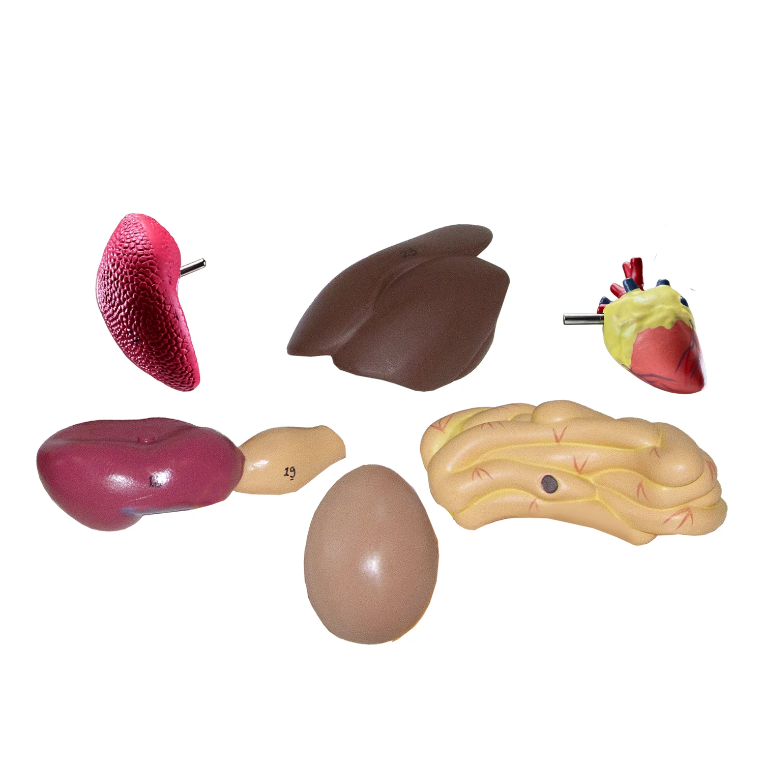 Anatomía de la gallina 5