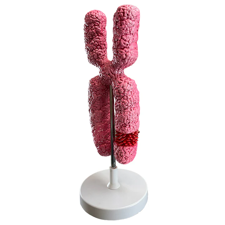 Anatomía de un cromosoma 1