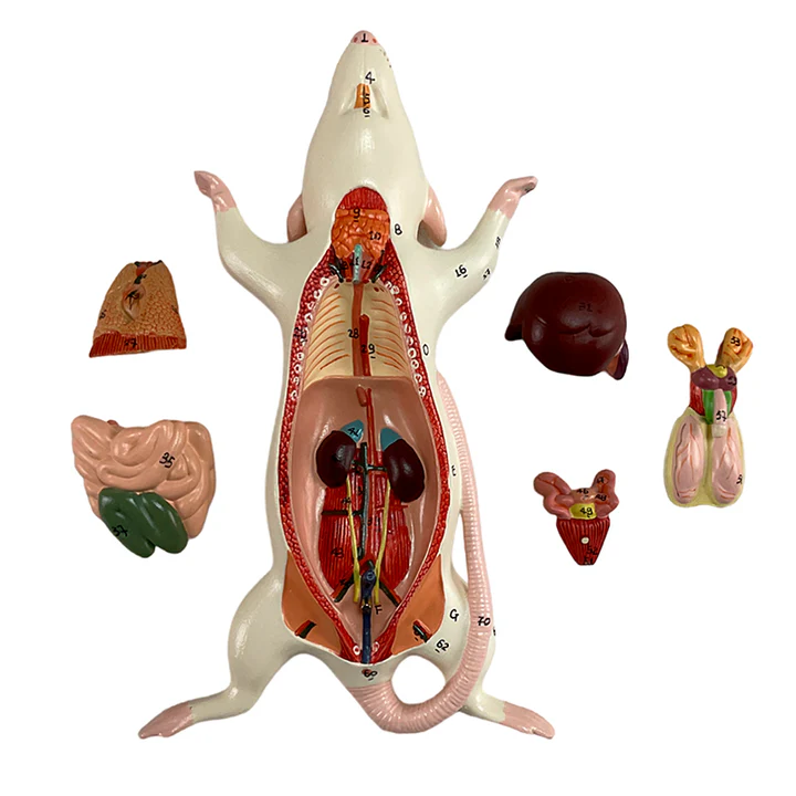 Anatomía del ratón 1