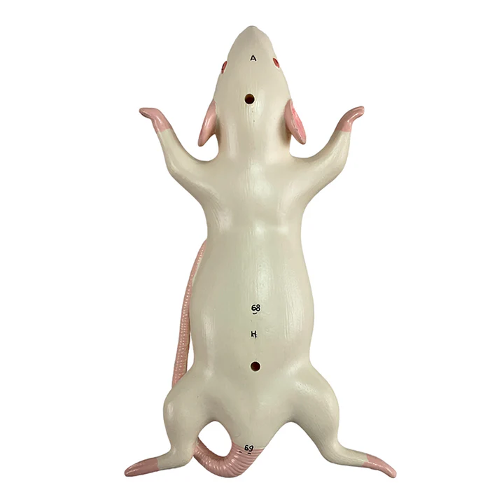 Anatomía del ratón 2