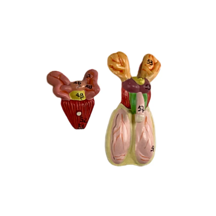 Anatomía del ratón 3