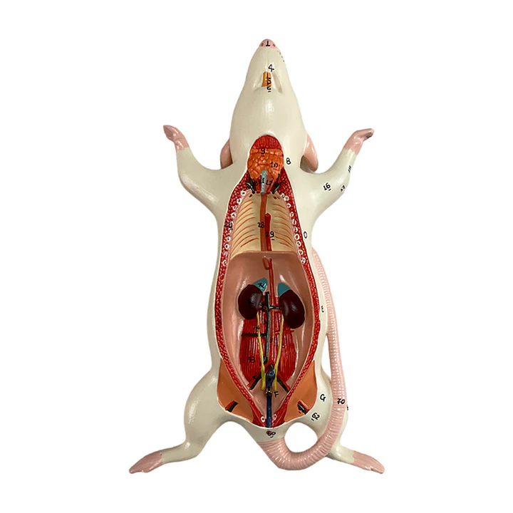 Anatomía del ratón 4