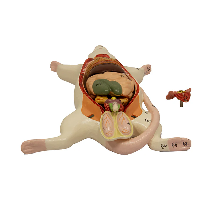Anatomía del ratón 5