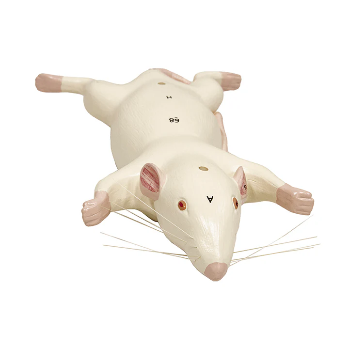 Anatomía del ratón 6