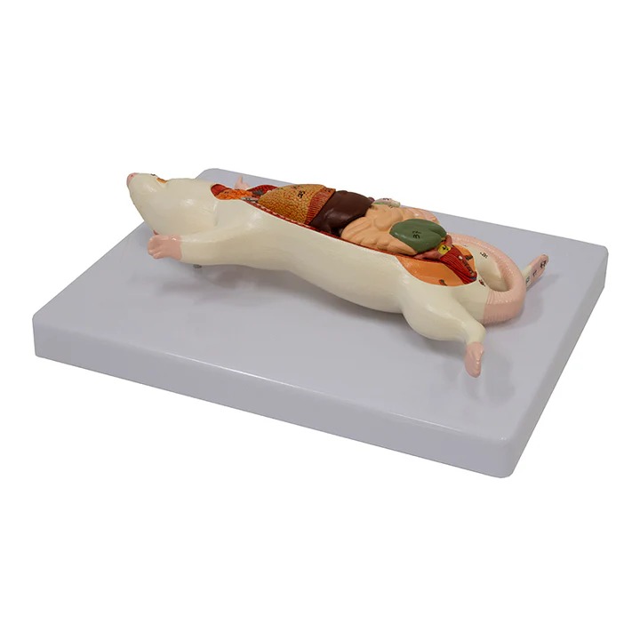 Anatomía del ratón 7
